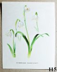 atlas kvetin bledule jarni 115 - atlas květin a rostlin