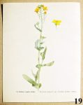 atlas kvetin brukev repka olejka 19 - atlas květin a rostlin