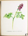 atlas kvetin dymnivka duta 17 - atlas květin a rostlin