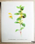 atlas kvetin hluchavka pitulnik 79 - atlas květin a rostlin