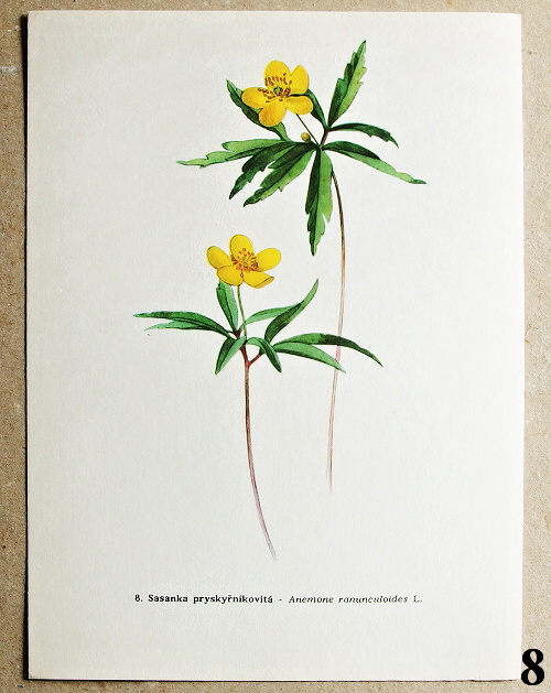 atlas kvetin sasanka pryskyrnikovita 8 - atlas květin a rostlin