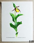 atlas kvetin strevicnik pantoflicek 118 - atlas květin a rostlin