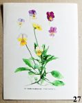 atlas kvetin violka trojbarevna 27 - atlas květin a rostlin