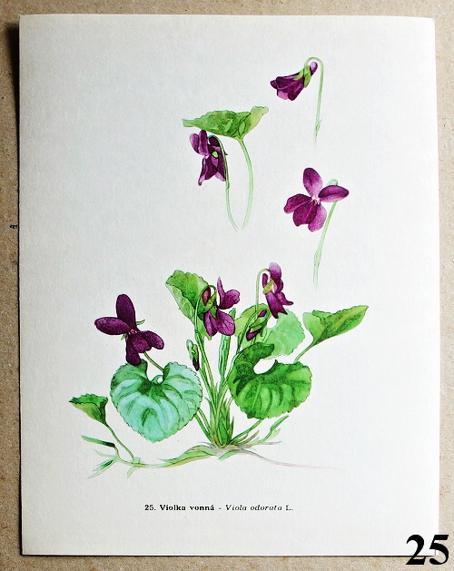 atlas kvetin violka vonna 25 - atlas květin a rostlin