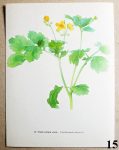 atlas kvetin vlastovicnik vetsi 15 - atlas květin a rostlin