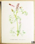atlas kvetin zemedym lekarsky 18 - atlas květin a rostlin