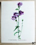 atlas kvetin zvonek broskvolisty 97 - atlas květin a rostlin