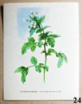 atlas lecivek potocnice lekarska 24 - atlas květin a rostlin