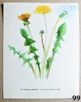 atlas lecivych bylin smetanka lekarska 99 - atlas květin a rostlin