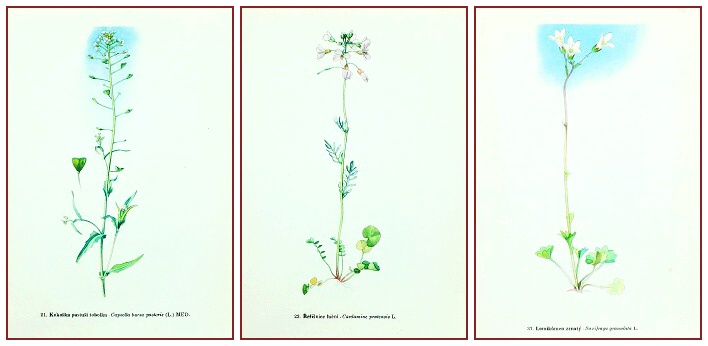 starý atlas kvìtin a rostlin do rámeèku