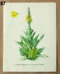 atlas rostlin divizna 87 - atlas květin a rostlin