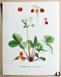 atlas rostlin jahodnik obecny 43 - atlas květin a rostlin