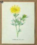atlas rostlin k zaramovani hlavacek 13 - atlas květin a rostlin