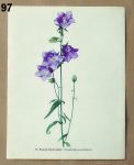 atlas rostlin k zaramovani zvonek 97 - atlas květin a rostlin