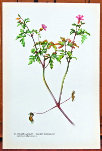 atlas rostlin volné listy k zarámování