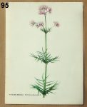 atlas rostlin kozlik 95 - atlas květin a rostlin