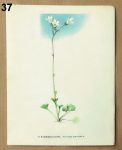 atlas rostlin lomikamen 37 - atlas květin a rostlin