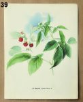 atlas rostlin malinik 39 - atlas květin a rostlin