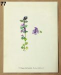 atlas rostlin popenec 77 - atlas květin a rostlin
