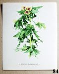 atlas rostlin volne listy blin cerny 84 - atlas květin a rostlin