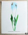 atlas rostlin volne listy jitrocel kopinaty 93 - atlas květin a rostlin