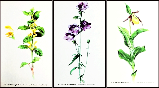 listy atlas kvetin 1960 - pohlednice, známky, celistvosti