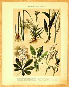 listy atlas kvetin 23 sitina - atlas květin a rostlin