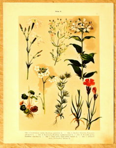 listy atlas kvetin 27 lomikamen - atlas květin a rostlin