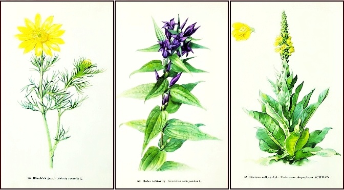 listy atlas kvetin bylin - pohlednice, známky, celistvosti