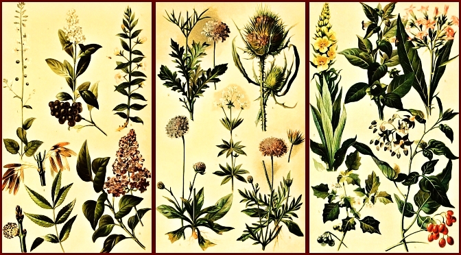 listy botanicky atlas - pohlednice, známky, celistvosti