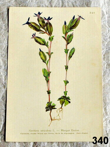 listy stary atlas kvetin Gentiana 340 - atlas květin a rostlin