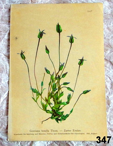 listy stary atlas kvetin Gentiana 347 - atlas květin a rostlin