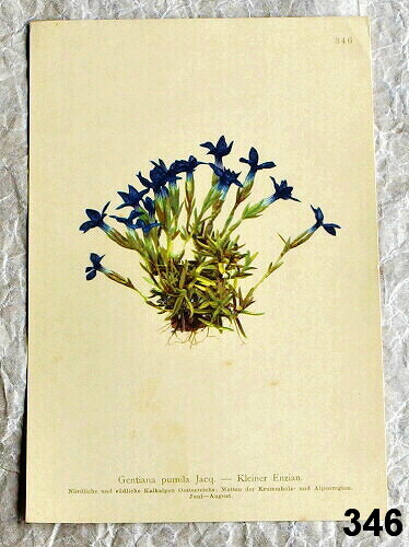 listy stary atlas kvetin horec 346 - atlas květin a rostlin