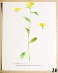 listy z atlasu horcice rolni 20 - atlas květin a rostlin
