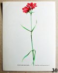 listy z atlasu hvozdik kartouzek 30 - atlas květin a rostlin