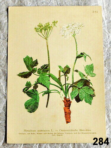 listy z atlasu kvetin bolsevnik 284 - atlas květin a rostlin