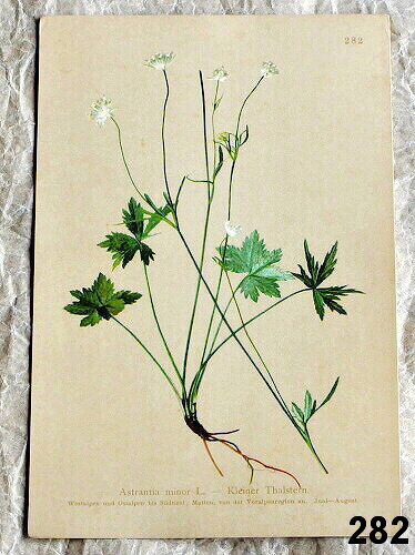 listy z atlasu kvetin jarmanka 282 - atlas květin a rostlin