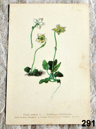 listy z atlasu kvetin jednokvitek 291 - atlas květin a rostlin