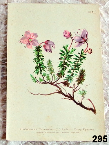 listy z atlasu kvetin ruzokernik 295 - atlas květin a rostlin