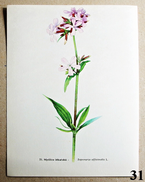 listy z atlasu mydlice lekarska 31 - atlas květin a rostlin