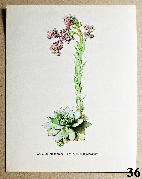 listy z atlasu netresk zedni 36 - atlas květin a rostlin