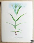 listy z atlasu ptacinec velkokvety 28 - atlas květin a rostlin