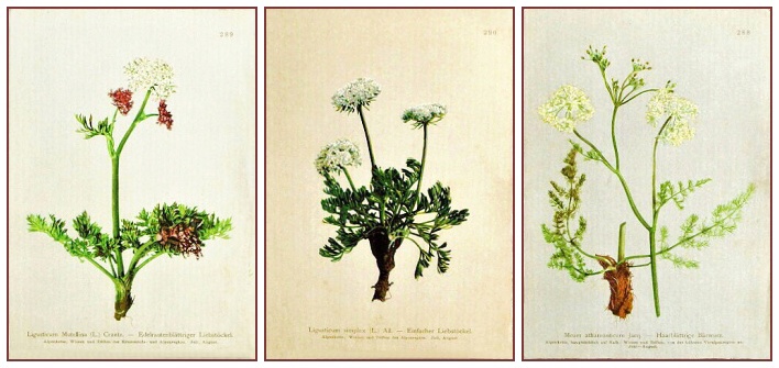 starý atlas kvìtin a rostlin do rámeèku
