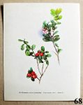 listy ze stareho atlasu brusnice brusinka 68 - atlas květin a rostlin