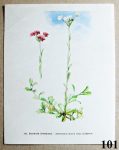 listy ze stareho atlasu kocianek dvoudomy 101 - atlas květin a rostlin