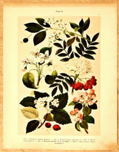 litografie atlas kvetin 31 stremcha - atlas květin a rostlin