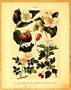litografie atlas kvetin 32 mispule - atlas květin a rostlin