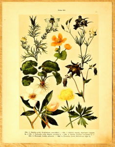 litografie atlas kvetin 35 orlicek - atlas květin a rostlin