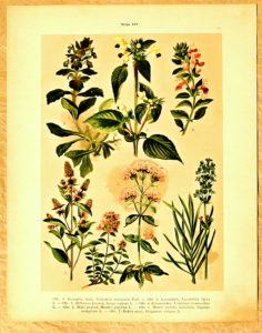 litografie atlas kvetin 37 levandule - atlas květin a rostlin