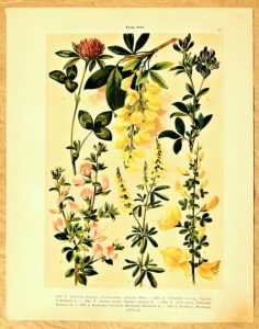 litografie atlas kvetin 46 janovec - atlas květin a rostlin